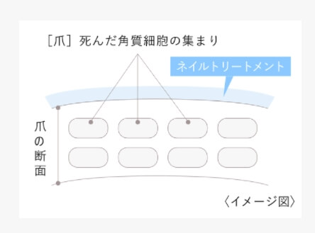 爪がぐにゃぐにゃ・ふにゃふにゃな解決方法・ネイル美容液ドクターネイルの成分